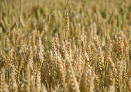 Campo di grano per CESAREPOZZO Societ di Mutuo Soccorso, Milano